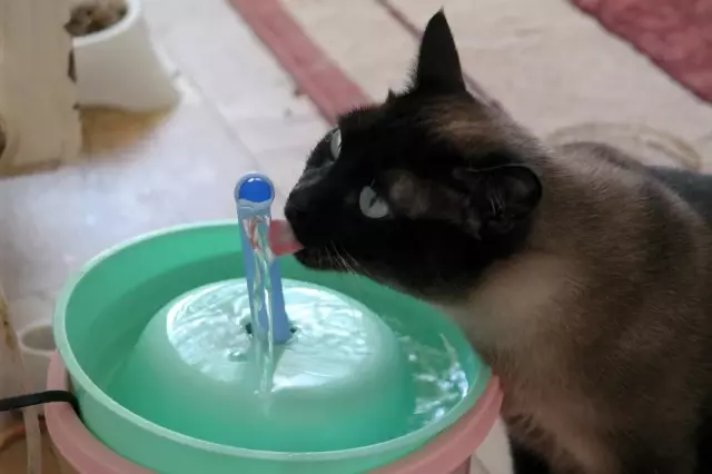 Bu otelde kediler çok rahat Bu otelde kediler çok rahat