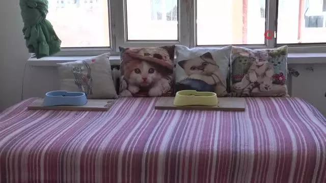 Bu otelde kediler çok rahat Bu otelde kediler çok rahat