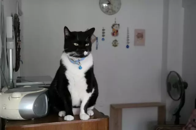 Bu otelde kediler çok rahat Bu otelde kediler çok rahat