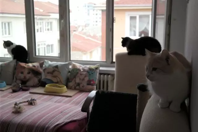 Bu otelde kediler çok rahat Bu otelde kediler çok rahat