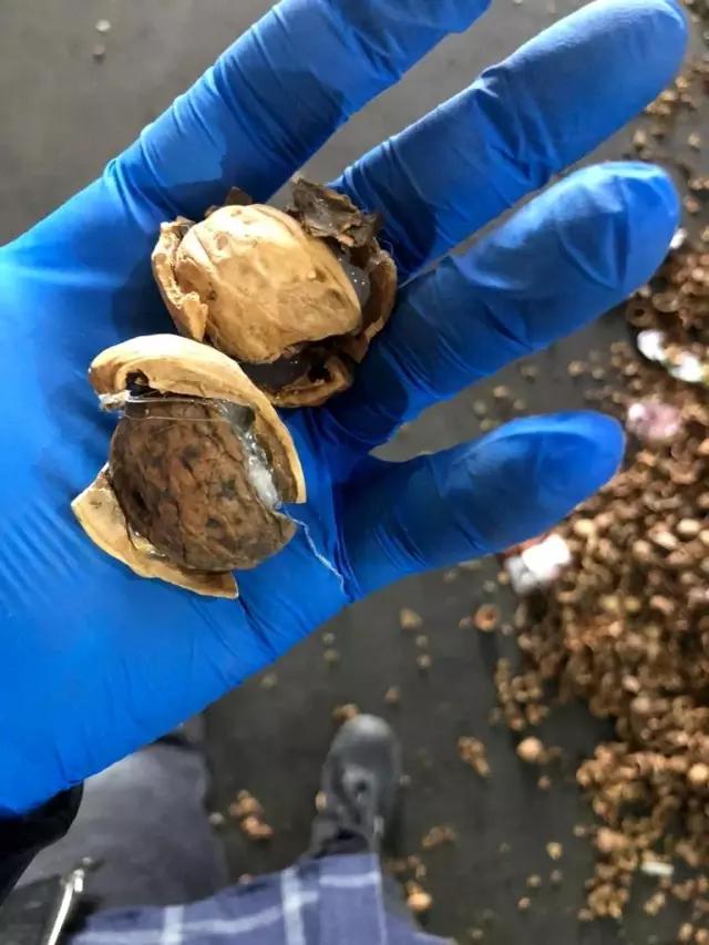 Ceviz kabuklarının içerisine gizlenmiş 153 kilo 550 gram afyon sakızı ele geçirildi Ceviz kabuklarının içerisine gizlenmiş 153 kilo 550 gram afyon sakızı ele geçirildi