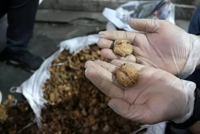 Ceviz kabuklarının içerisine gizlenmiş 153 kilo 550 gram afyon sakızı ele geçirildi Ceviz kabuklarının içerisine gizlenmiş 153 kilo 550 gram afyon sakızı ele geçirildi