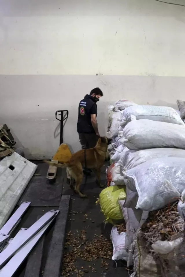 Ceviz kabuklarının içerisine gizlenmiş 153 kilo 550 gram afyon sakızı ele geçirildi Ceviz kabuklarının içerisine gizlenmiş 153 kilo 550 gram afyon sakızı ele geçirildi