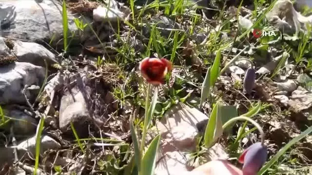 Son dakika haber | Dağ çiçekleri görsel şölen sundu Son dakika haber | Dağ çiçekleri görsel şölen sundu