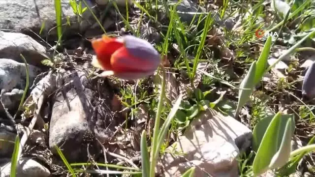 Son dakika haber | Dağ çiçekleri görsel şölen sundu Son dakika haber | Dağ çiçekleri görsel şölen sundu