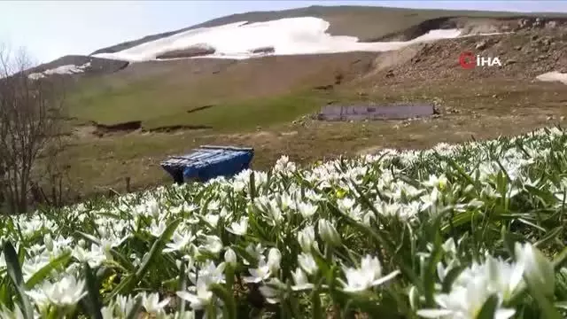 Son dakika haber | Dağ çiçekleri görsel şölen sundu Son dakika haber | Dağ çiçekleri görsel şölen sundu