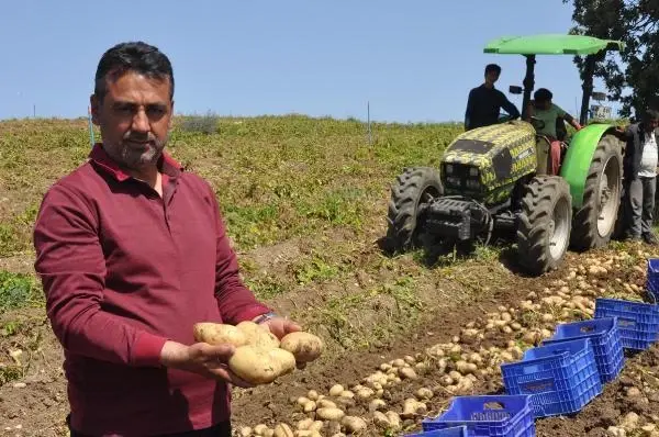 Datça'da patates üretimi tam kapanmada da sürüyor Datça'da patates üretimi tam kapanmada da sürüyor