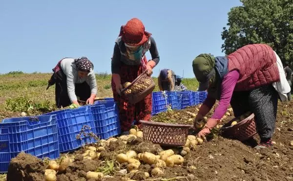 Datça'da patates üretimi tam kapanmada da sürüyor Datça'da patates üretimi tam kapanmada da sürüyor