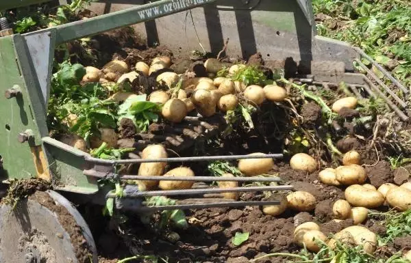 Datça'da patates üretimi tam kapanmada da sürüyor Datça'da patates üretimi tam kapanmada da sürüyor