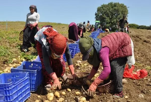 Datça'da patates üretimi tam kapanmada da sürüyor Datça'da patates üretimi tam kapanmada da sürüyor