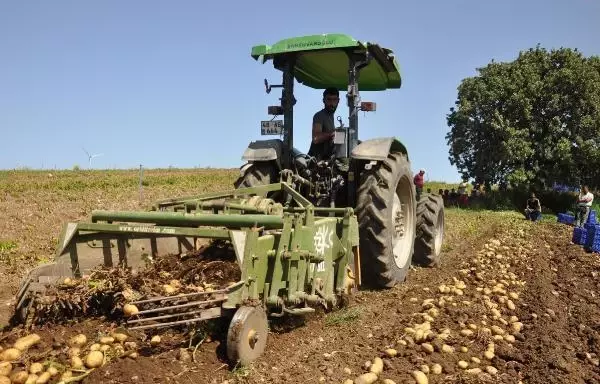 Datça'da patates üretimi tam kapanmada da sürüyor Datça'da patates üretimi tam kapanmada da sürüyor