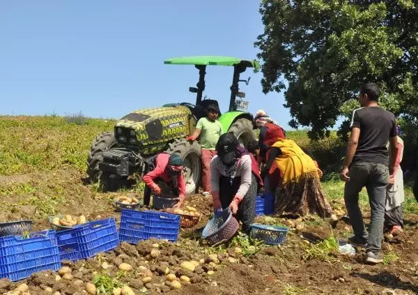 Datça'da patates üretimi tam kapanmada da sürüyor Datça'da patates üretimi tam kapanmada da sürüyor