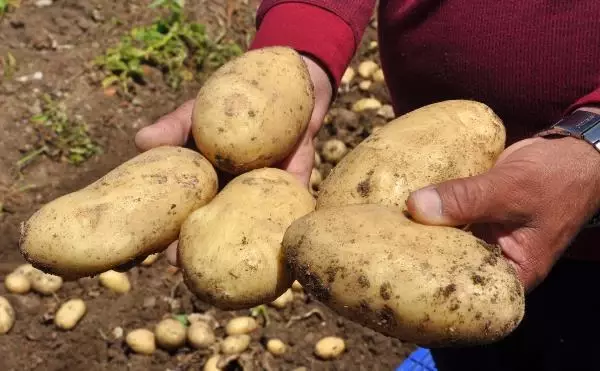Datça'da patates üretimi tam kapanmada da sürüyor Datça'da patates üretimi tam kapanmada da sürüyor