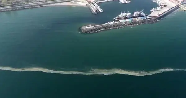 Deniz salyası Tekirdağ'da yeniden ortaya çıktı Deniz salyası Tekirdağ'da yeniden ortaya çıktı