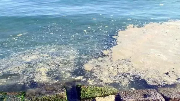 Deniz salyası Tekirdağ'da yeniden ortaya çıktı Deniz salyası Tekirdağ'da yeniden ortaya çıktı