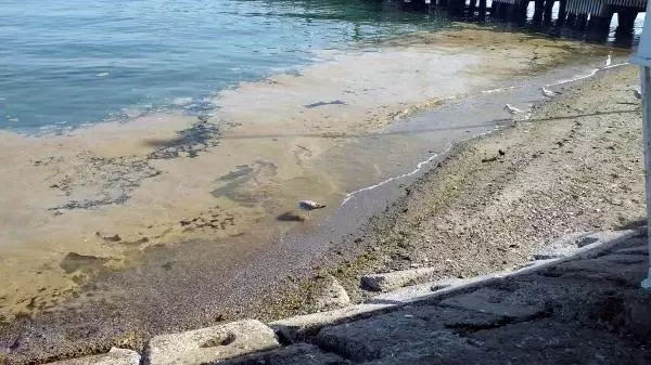Deniz salyası Tekirdağ'da yeniden ortaya çıktı Deniz salyası Tekirdağ'da yeniden ortaya çıktı