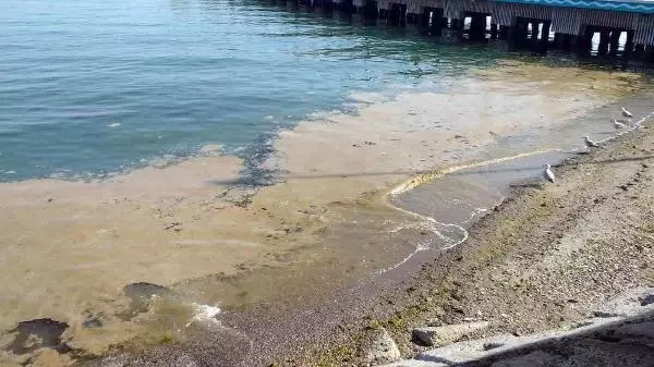 Deniz salyası Tekirdağ'da yeniden ortaya çıktı Deniz salyası Tekirdağ'da yeniden ortaya çıktı