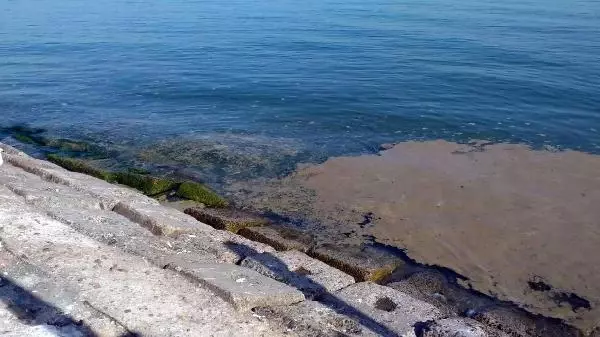 Deniz salyası Tekirdağ'da yeniden ortaya çıktı Deniz salyası Tekirdağ'da yeniden ortaya çıktı