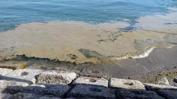 Deniz salyası Tekirdağ'da yeniden ortaya çıktı Deniz salyası Tekirdağ'da yeniden ortaya çıktı