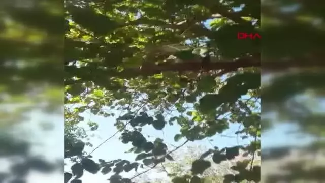 Sahibinin ağaçtaki kediyi Ege şivesiyle kurtarma çabası, gülümsetti Sahibinin ağaçtaki kediyi Ege şivesiyle kurtarma çabası, gülümsetti