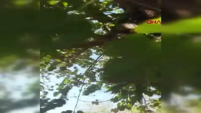 Sahibinin ağaçtaki kediyi Ege şivesiyle kurtarma çabası, gülümsetti Sahibinin ağaçtaki kediyi Ege şivesiyle kurtarma çabası, gülümsetti