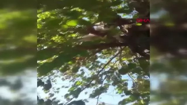 Sahibinin ağaçtaki kediyi Ege şivesiyle kurtarma çabası, gülümsetti Sahibinin ağaçtaki kediyi Ege şivesiyle kurtarma çabası, gülümsetti