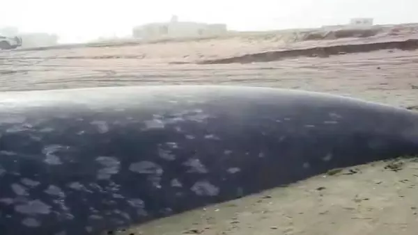 Dev Antarktika balinası Afrika kıyılarına vurdu Dev Antarktika balinası Afrika kıyılarına vurdu