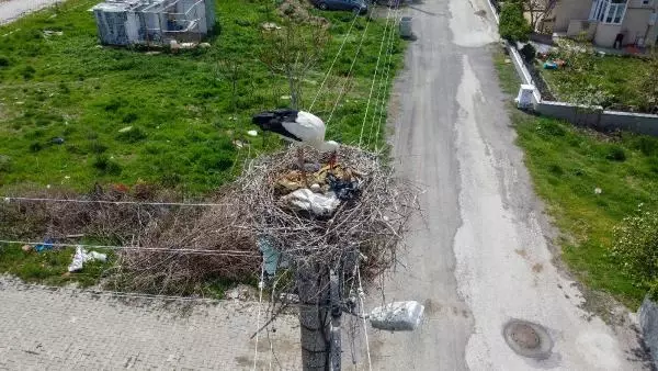 Elektrik direği, 7 yıldır leyleklerin yuvası Elektrik direği, 7 yıldır leyleklerin yuvası