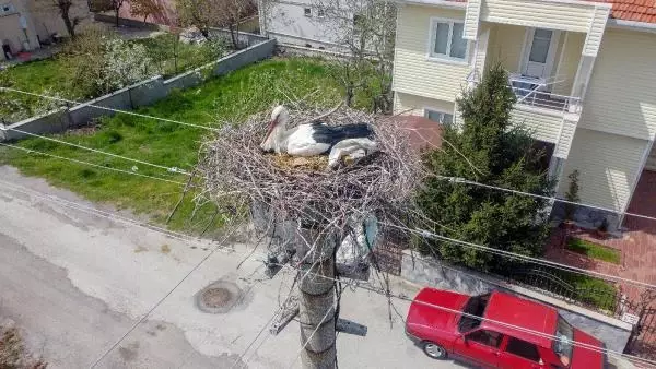 Elektrik direği, 7 yıldır leyleklerin yuvası Elektrik direği, 7 yıldır leyleklerin yuvası