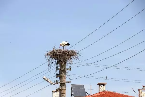 Elektrik direği, 7 yıldır leyleklerin yuvası Elektrik direği, 7 yıldır leyleklerin yuvası