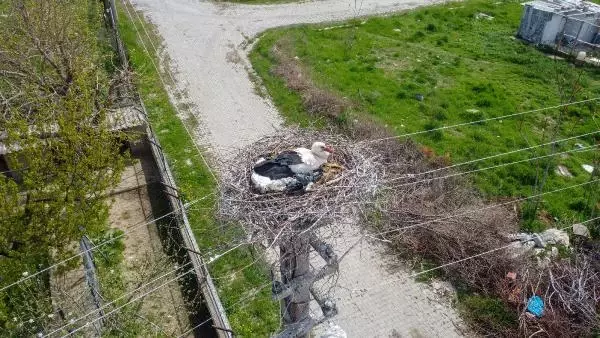 Elektrik direği, 7 yıldır leyleklerin yuvası Elektrik direği, 7 yıldır leyleklerin yuvası