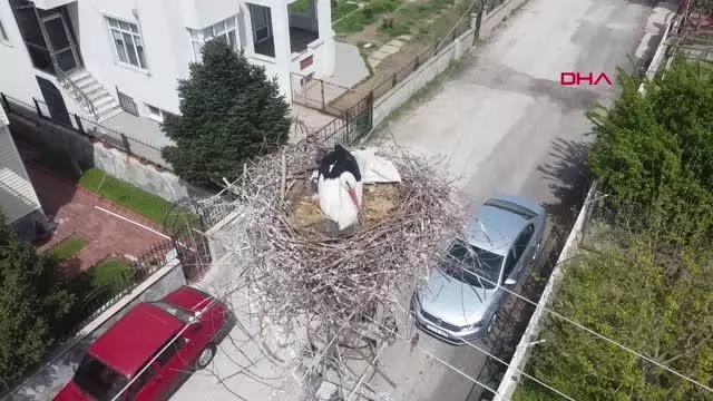 Elektrik direği, 7 yıldır leyleklerin yuvası Elektrik direği, 7 yıldır leyleklerin yuvası
