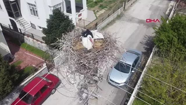 Elektrik direği, 7 yıldır leyleklerin yuvası Elektrik direği, 7 yıldır leyleklerin yuvası