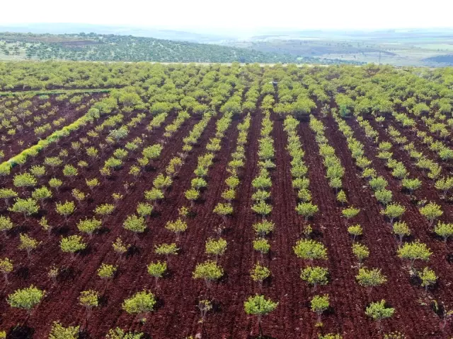 Fıstıkta korkulan olmadı Fıstıkta korkulan olmadı