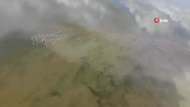 Flamingolar Erçek Gölü'ne bu yıl erken geldi Flamingolar Erçek Gölü'ne bu yıl erken geldi