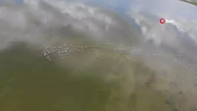 Flamingolar Erçek Gölü'ne bu yıl erken geldi Flamingolar Erçek Gölü'ne bu yıl erken geldi