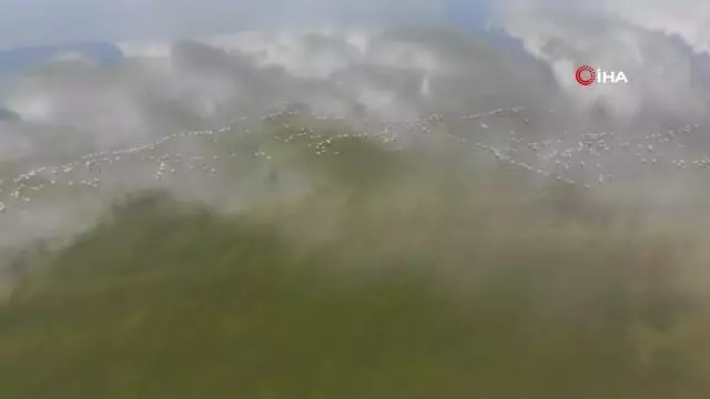 Flamingolar Erçek Gölü'ne bu yıl erken geldi Flamingolar Erçek Gölü'ne bu yıl erken geldi