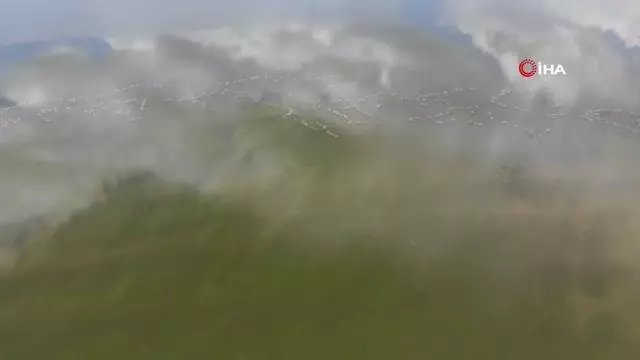 Flamingolar Erçek Gölü'ne bu yıl erken geldi Flamingolar Erçek Gölü'ne bu yıl erken geldi