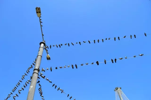 Güvercinlerin şanslısı yem buldu, şansızı aç kaldı Güvercinlerin şanslısı yem buldu, şansızı aç kaldı