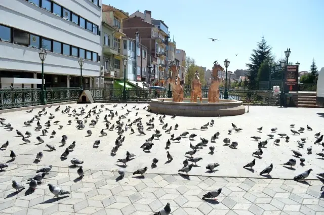 Güvercinlerin şanslısı yem buldu, şansızı aç kaldı Güvercinlerin şanslısı yem buldu, şansızı aç kaldı