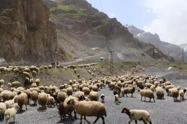 HAKKARİ'DE YAYLA GÖÇÜ HAKKARİ'DE YAYLA GÖÇÜ