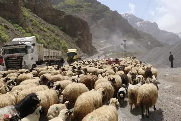 HAKKARİ'DE YAYLA GÖÇÜ HAKKARİ'DE YAYLA GÖÇÜ
