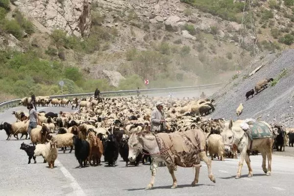 HAKKARİ'DE YAYLA GÖÇÜ HAKKARİ'DE YAYLA GÖÇÜ