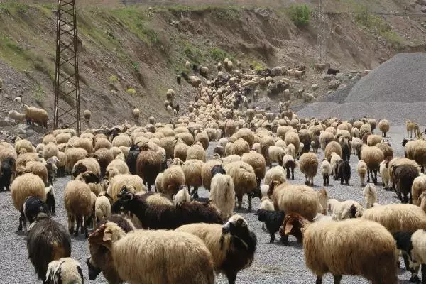 HAKKARİ'DE YAYLA GÖÇÜ HAKKARİ'DE YAYLA GÖÇÜ