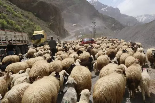 HAKKARİ'DE YAYLA GÖÇÜ HAKKARİ'DE YAYLA GÖÇÜ