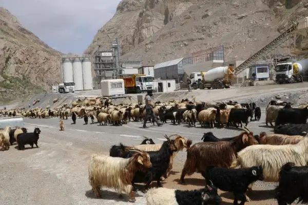 HAKKARİ'DE YAYLA GÖÇÜ HAKKARİ'DE YAYLA GÖÇÜ