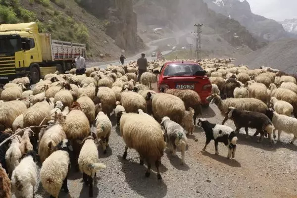 HAKKARİ'DE YAYLA GÖÇÜ HAKKARİ'DE YAYLA GÖÇÜ