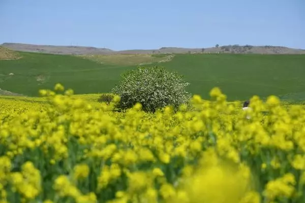 TUNCELİ HARDAL ÇİÇEKLERİ, TUNCELİ'Yİ SARIYA BOYADI TUNCELİ HARDAL ÇİÇEKLERİ, TUNCELİ'Yİ SARIYA BOYADI