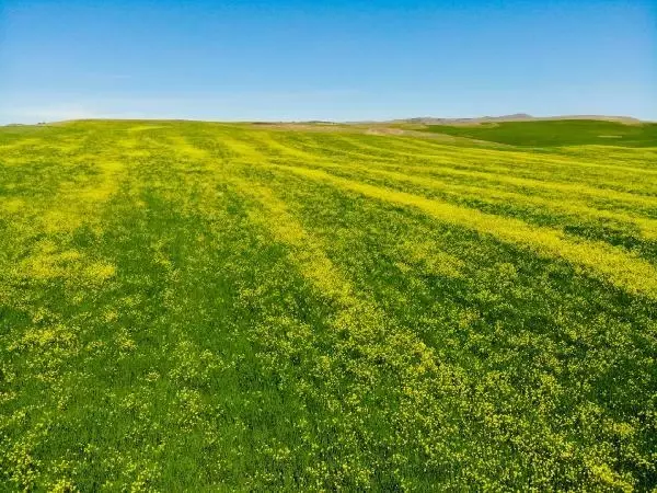 TUNCELİ HARDAL ÇİÇEKLERİ, TUNCELİ'Yİ SARIYA BOYADI TUNCELİ HARDAL ÇİÇEKLERİ, TUNCELİ'Yİ SARIYA BOYADI