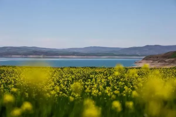 TUNCELİ HARDAL ÇİÇEKLERİ, TUNCELİ'Yİ SARIYA BOYADI TUNCELİ HARDAL ÇİÇEKLERİ, TUNCELİ'Yİ SARIYA BOYADI